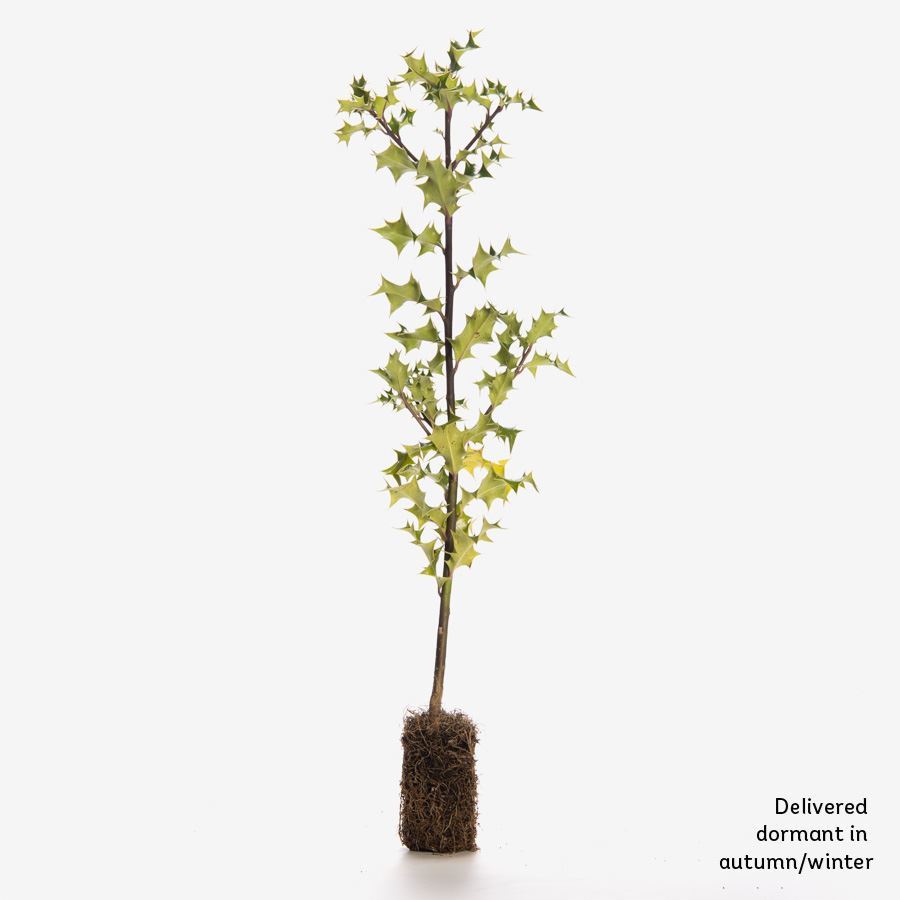 Holly Trees & Plants (Ilex aquifolium) For Sale Woodland Trust