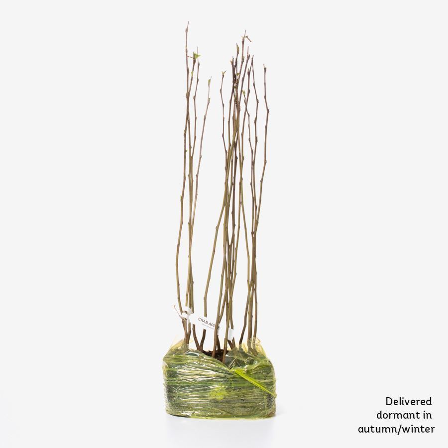 Crab apple tree (Malus sylvestria) For Sale Woodland Trust Woodland Trust Shop