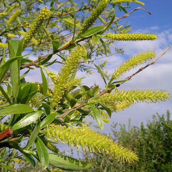 Crack Willow Tree (Salix fragilis) For Sale - Woodland Trust | Woodland ...