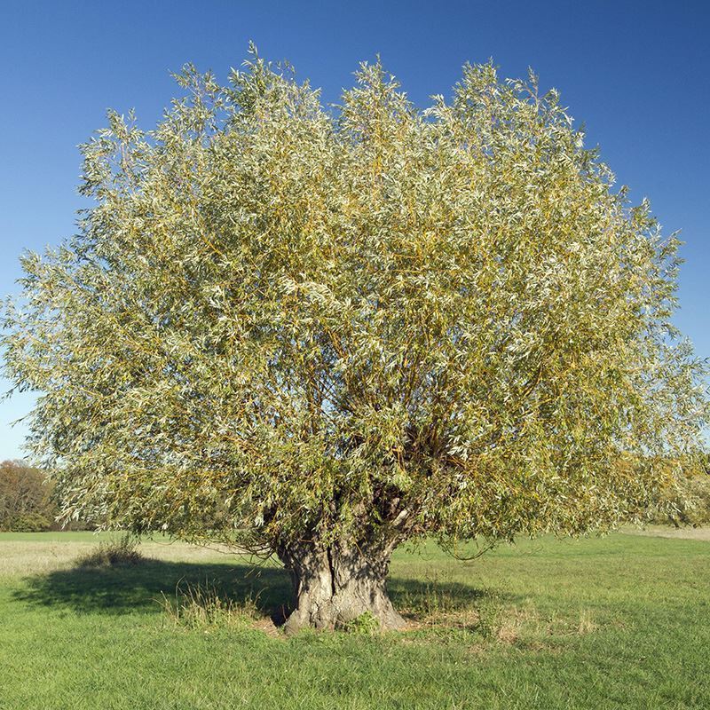 White Willow Tree (Salix alba) For Sale - Woodland Trust | Woodland ...