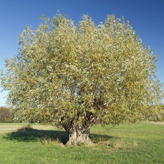 White Willow Tree (Salix alba) For Sale Woodland Trust Woodland