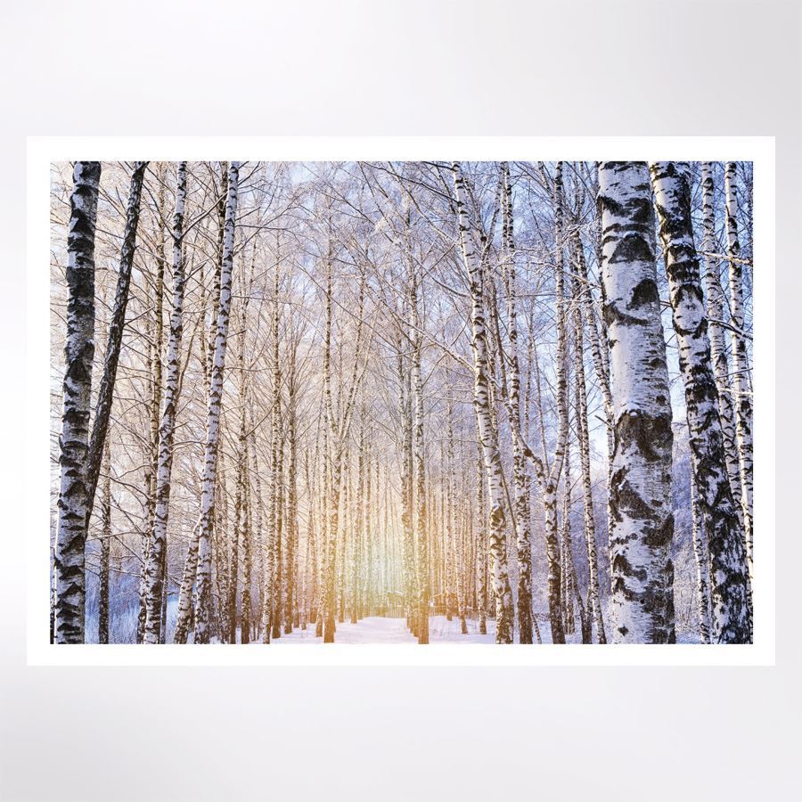 Sunlight amongst the trees Christmas cards Woodland Trust Shop