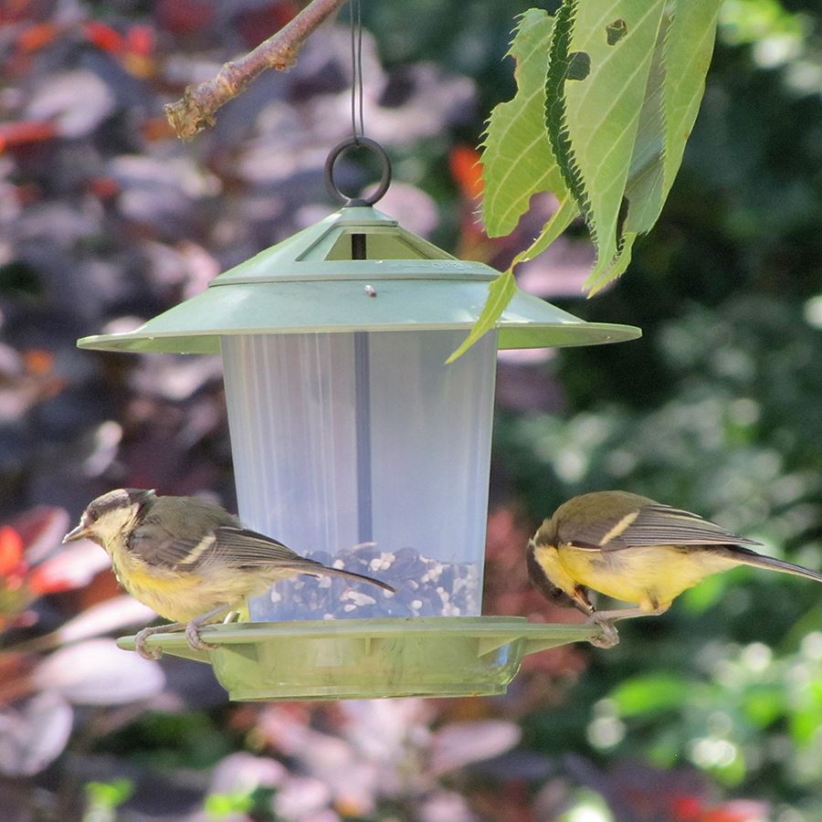 Woodland Trust eco bird feeder - Woodland Trust | Woodland Trust Shop