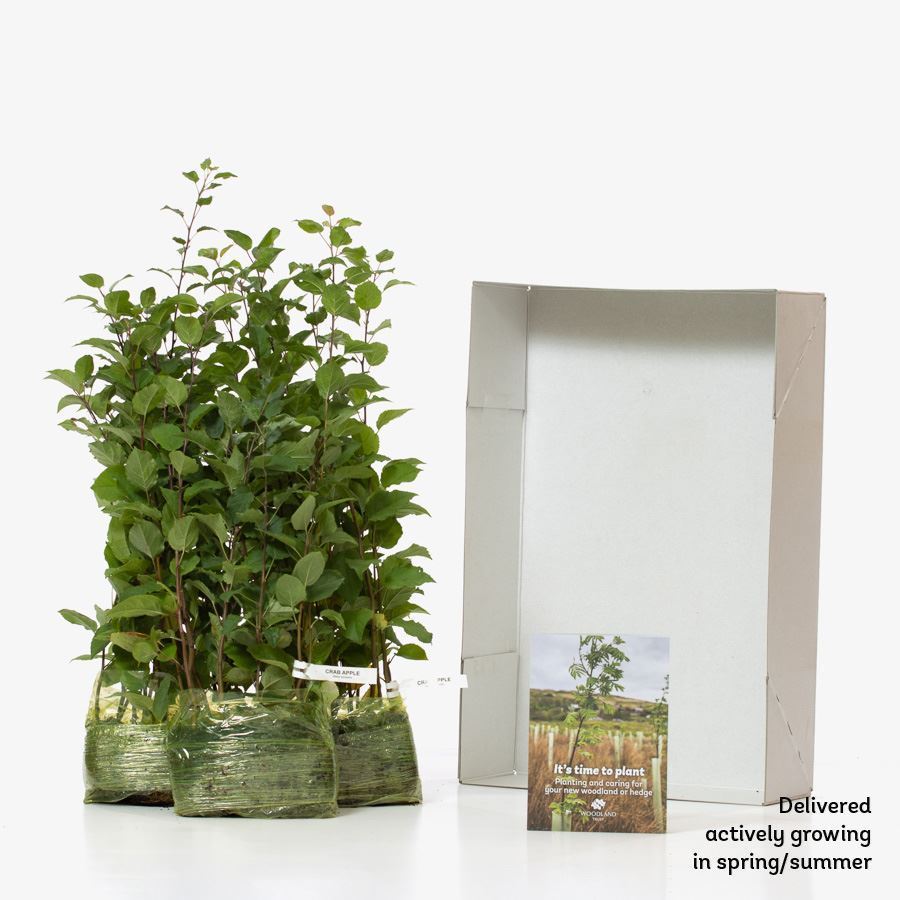 Crab apple tree (Malus sylvestria) For Sale Woodland Trust Woodland Trust Shop