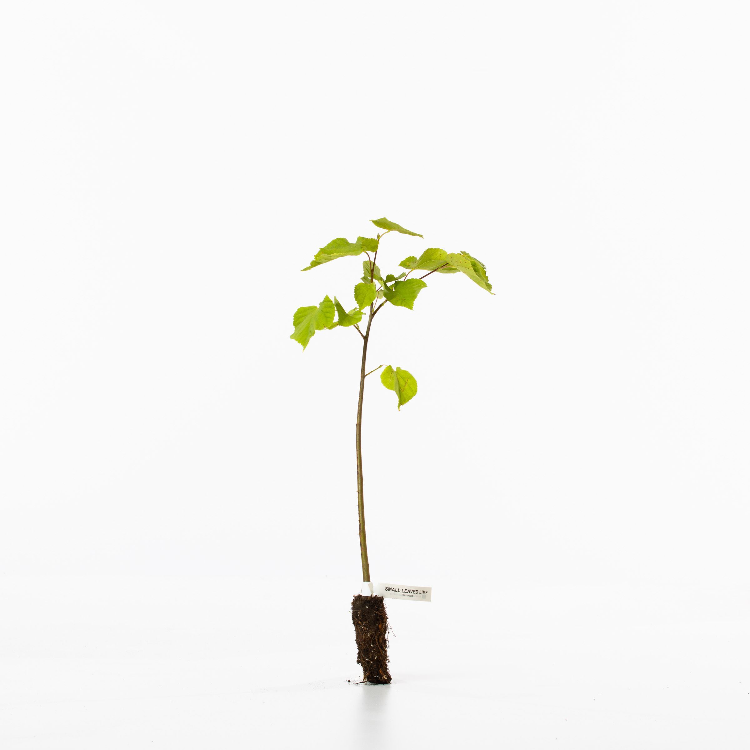 Buy small leaved lime (Tilia cordata) - Woodland Trust Shop | Woodland ...