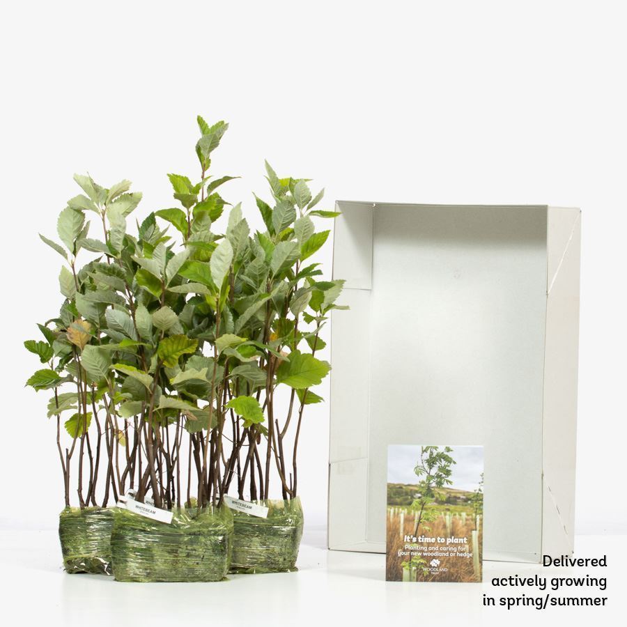 Whitebeam Tree (Sorbus aria) For Sale Woodland Trust Woodland Trust Shop