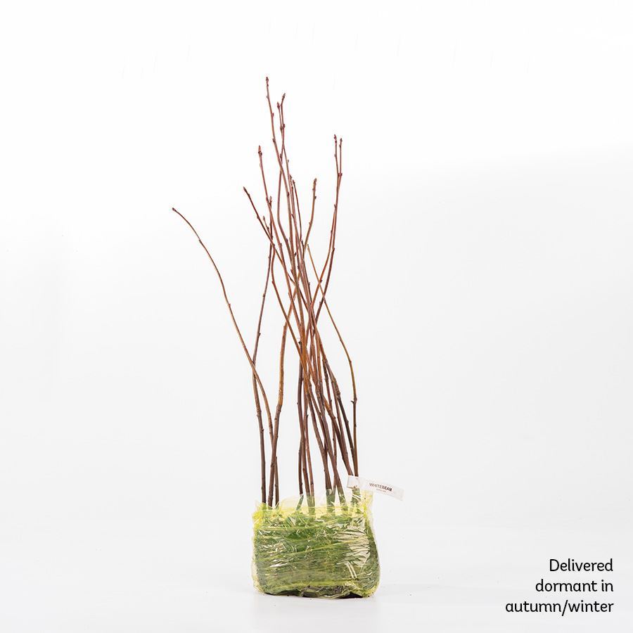 Whitebeam Tree (Sorbus aria) For Sale Woodland Trust Woodland Trust Shop