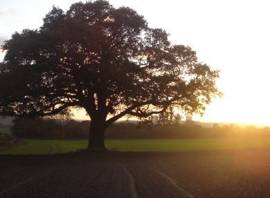 Picture for category King Charles' Coronation
