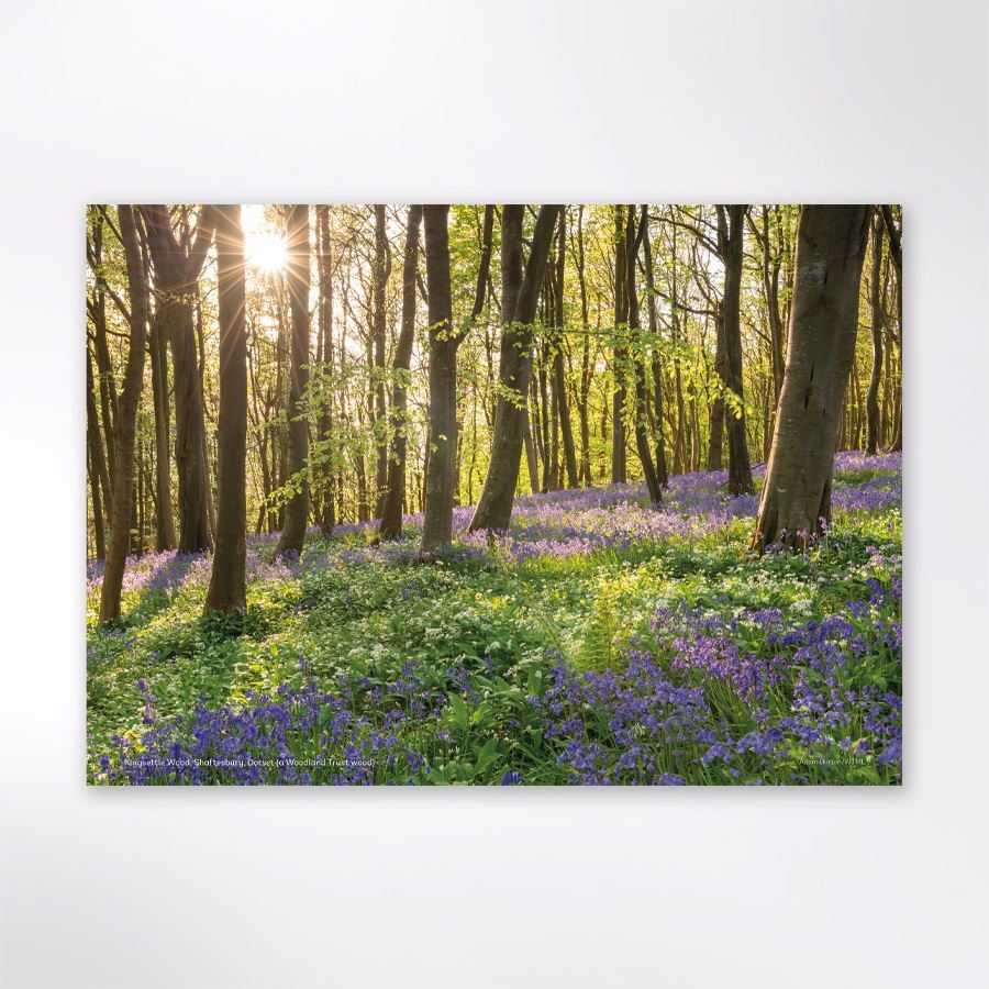 Woodland Trust Tree & Woods Calendar 2024 | Woodland Trust Shop