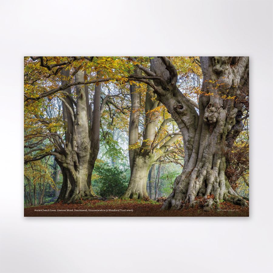 Woodland Trust Tree & Woods Calendar 2024 | Woodland Trust Shop