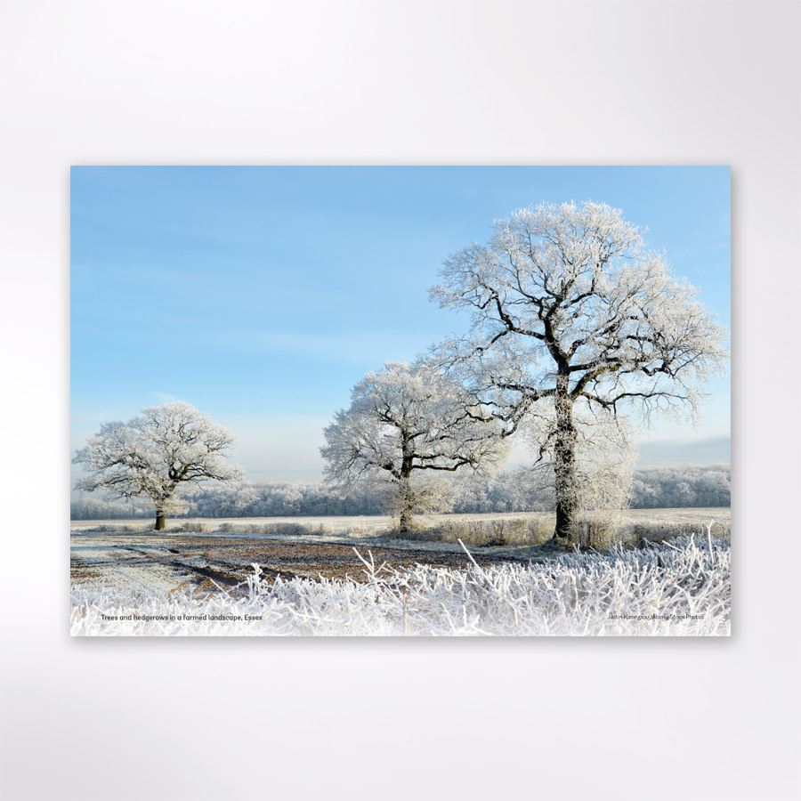 Woodland Trust Tree & Woods Calendar 2024 Woodland Trust Shop