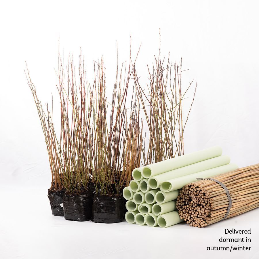 Buy plant for pollinator tree packs - Woodland Trust Shop | Woodland ...
