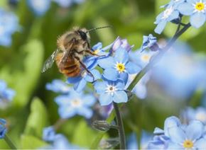 Wildlife & Nature Alternative Charity Gifts - Woodland Trust | Woodland ...