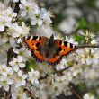 Blackthorn blossom with butterfly