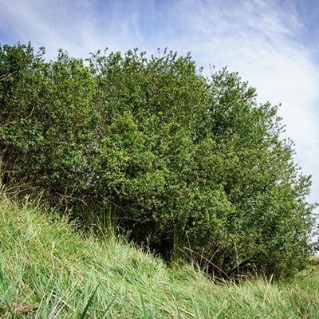 Blackthorn full tree