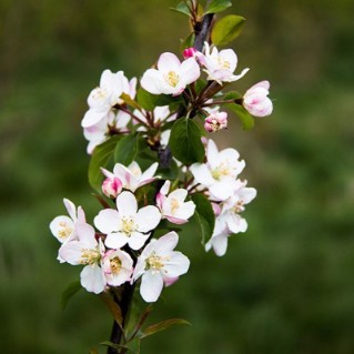 Crab apple blossom