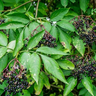 Elder berries