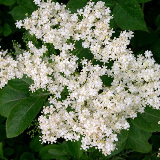 Elder flowers