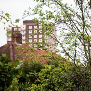 Garden mix – urban tree