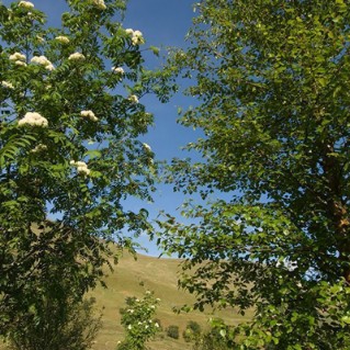 Scottish mix – Rowan & birch