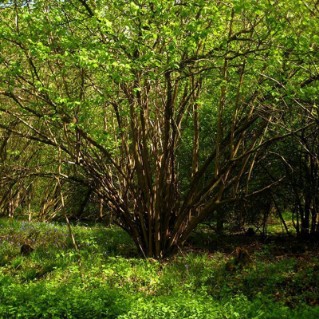 Wild wood – hazel in wood