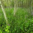Wild wood - Young trees surrounded by wild flowers