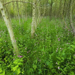 Wild wood - Young trees surrounded by wild flowers