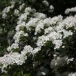 Year round colour tree pack – hawthorn blossom