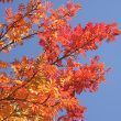 Year round colour tree pack – red Rowan leaves