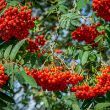 Year round colour tree pack – Rowan berries