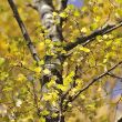 Year round colour tree pack –silver birch yellow leaves