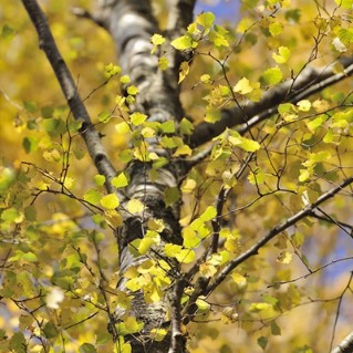Year round colour tree pack –silver birch yellow leaves