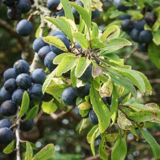 Wild Harvest - sloes