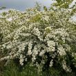 Hawthorn - whole tree in flower