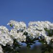 Hawthorn - blossom