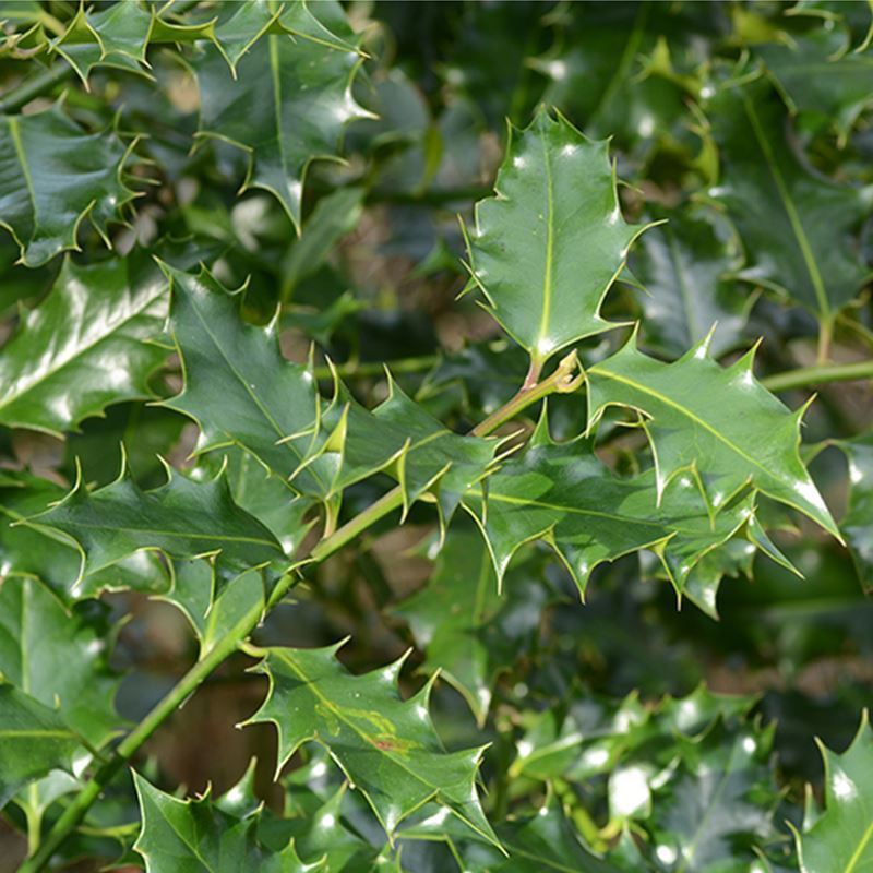 Holly Trees & Plants (Ilex aquifolium) For Sale - Woodland Trust ...