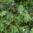 Holly - leaves close up