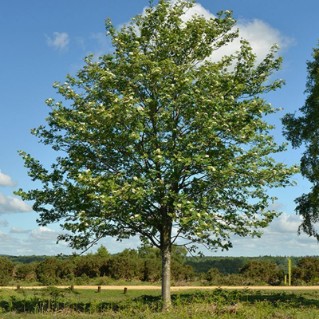 Rowan - full tree green leaves