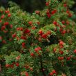 Yew - leaves and berries