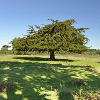Yew - whole tree green leaves