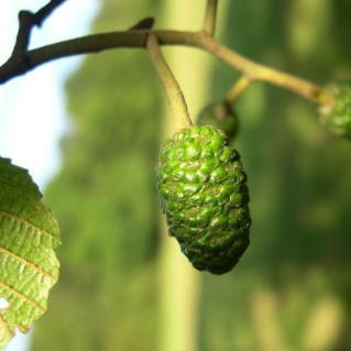 Alder - catkins