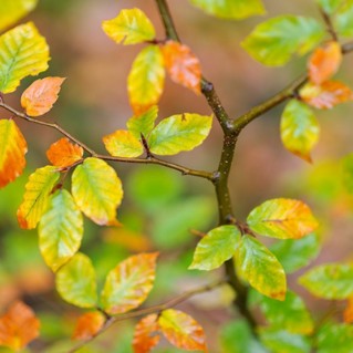 Beech - colour changing leaves