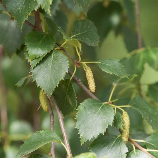 Downy birch - catkins
