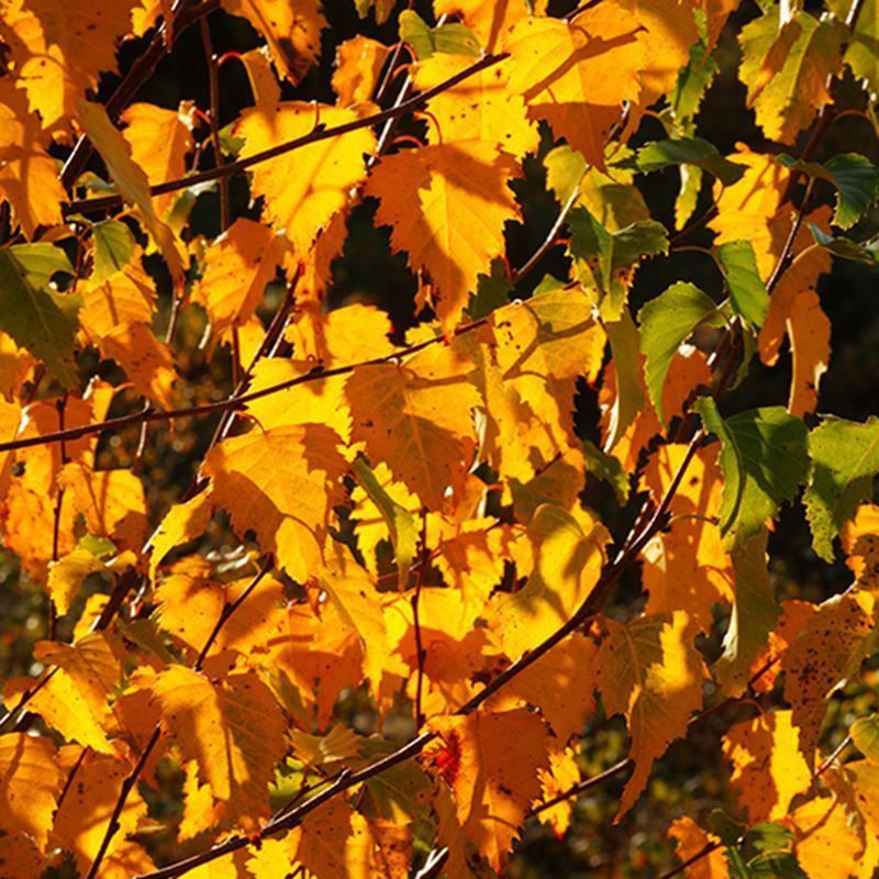 Downy Birch (Betula pubescens) For Sale - Woodland Trust | Woodland ...