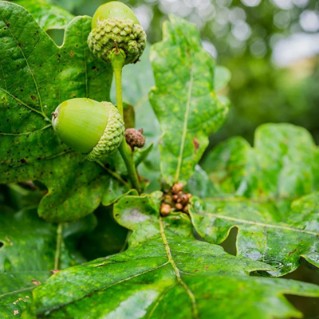 English oak - acorns