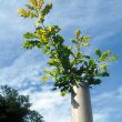 English oak - young tree