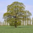 English oak - full tree