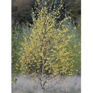 SIlver birch - young tree