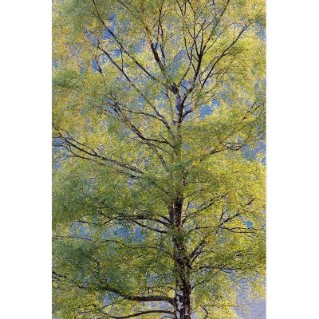 SIlver birch - full tree green leaves