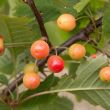 Wild cherry - berries close up